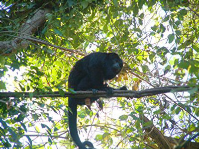 Howler Monkey